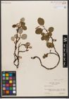 Foto von Salix reticulata L.